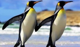 碎嘴企鹅爆料视频,揭秘幕后真相